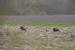 Schweine-auf-der-Flucht