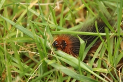 Frühling Raupe 1500298