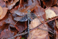 Herbst 130058 Libelle