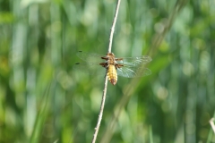 frühling 140182 Plattbauch (weiblich)