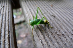 Heupferdchen