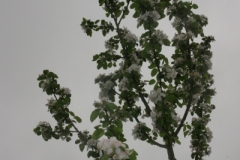 Bäume 0011 Apfelbaum