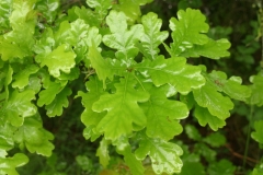 Bäume0001