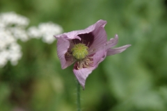 Blumen0012 Mohn