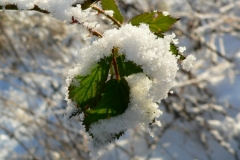 Eismorgen 007