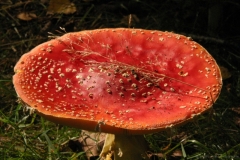 Fliegenpilz