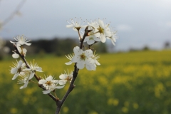 Frühling 140050
