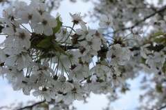 Frühling 140055