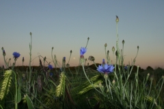 Frühling 140400
