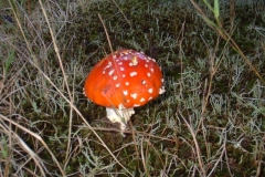 Heideherbst-009