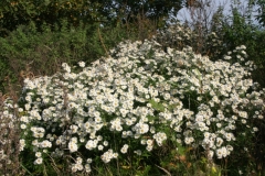 Herbst 0035