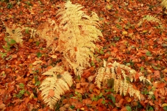 Herbst 009