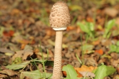 Herbst 140080