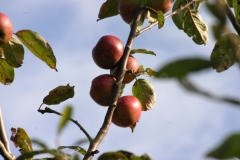 Herbstanfang - Oktober 049