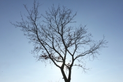 Ostern002 Eiche