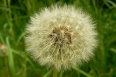 Pusteblume 001