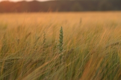 Sommer 047