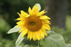 Sommer 094