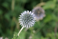 Spätsommer0001 Kugeldistel