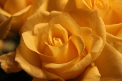 Test 60d 001