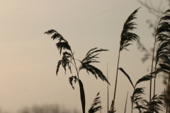 Winter 018