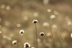 Winter 150006