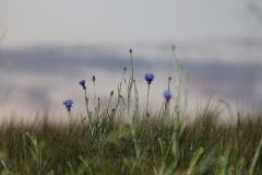 frühling 140220