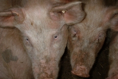 Schweinis 009