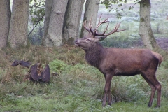 Hirsch