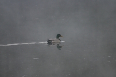 Stockente