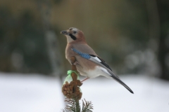 2009-12-14, Winter 008