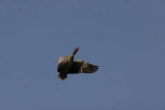 Frühjahr 2011 102
