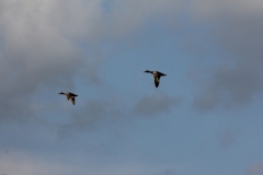 Frühling 140013 Enten
