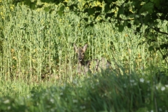 Frühling 140084