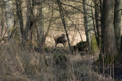 Frühlingsanfang Sau 011