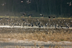 Gänse 005