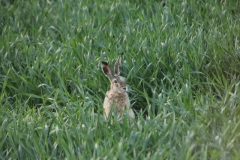 Hase 005