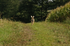 Herbstanfang Hase 020