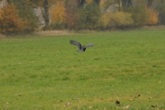 Herbstanfang Krähe 004