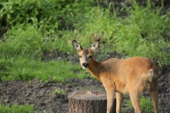 Rehe Sonnenterrasse0008