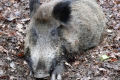 Schweinchen-schl__ft-025