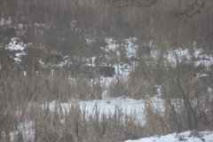Schweine0021