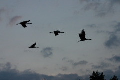 Sommer 009