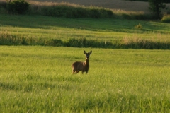 Sommer 045