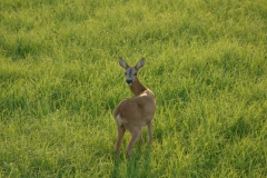 Sommer 052