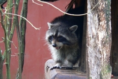 Waschbär