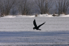 Wieder Schnee0028