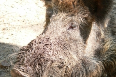 Wildschweine 004
