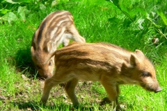 Wildschweine-005