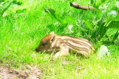 Wildschweine 011